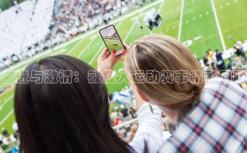 奋进与激情：敏捷犬运动赛事精彩回顾